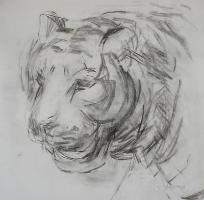 Drawing of the head of a tiger