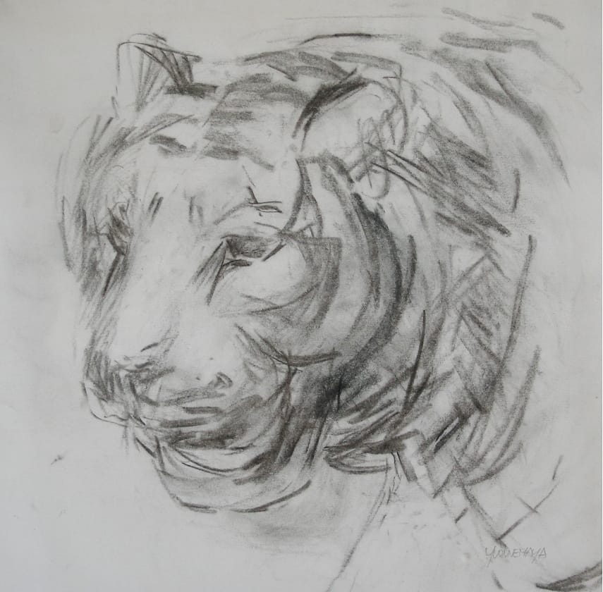 Drawing of the head of a tiger