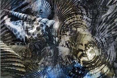 Digital collage of structures of different kinds of seashells.