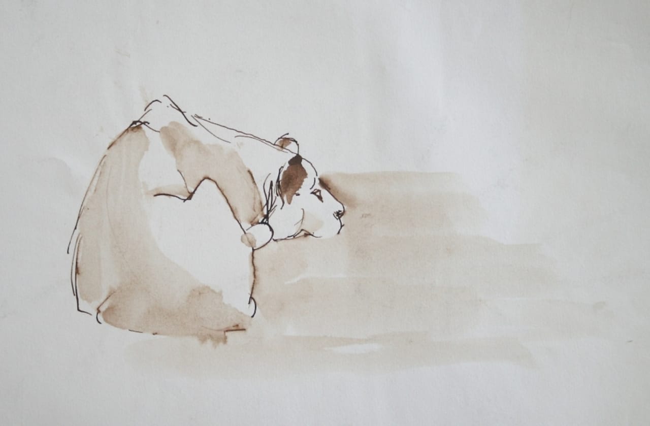 Ink drawing of a lioness lying down, Zen style.