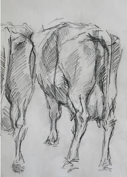 Two cows on the cattle market in Purmerend, 1973, seen from the back.